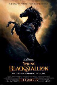 Young Black Stallion, The (2003) Cover.