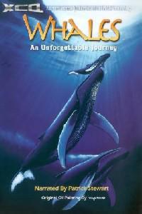 Plakát k filmu Whales: An Unforgettable Journey (1997).
